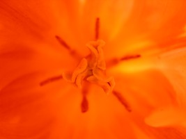 Orange blomst