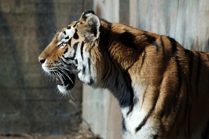High Contrast Tiger