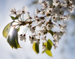 Transparente Hvide Blomster