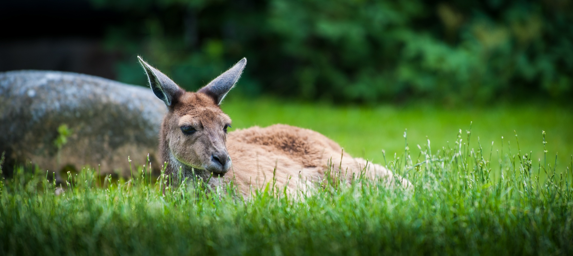 Relaxing Kangaroo