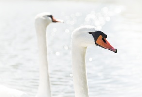 Backlit Swans