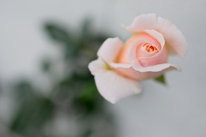 Soft Rose