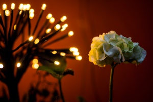 Blomst Og LED