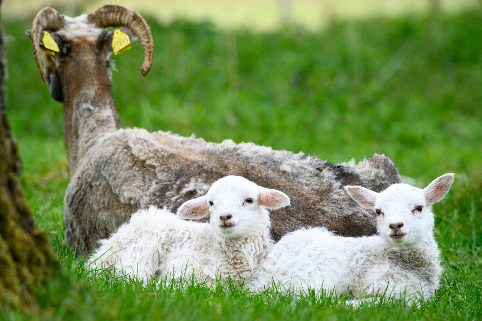Two Lambs