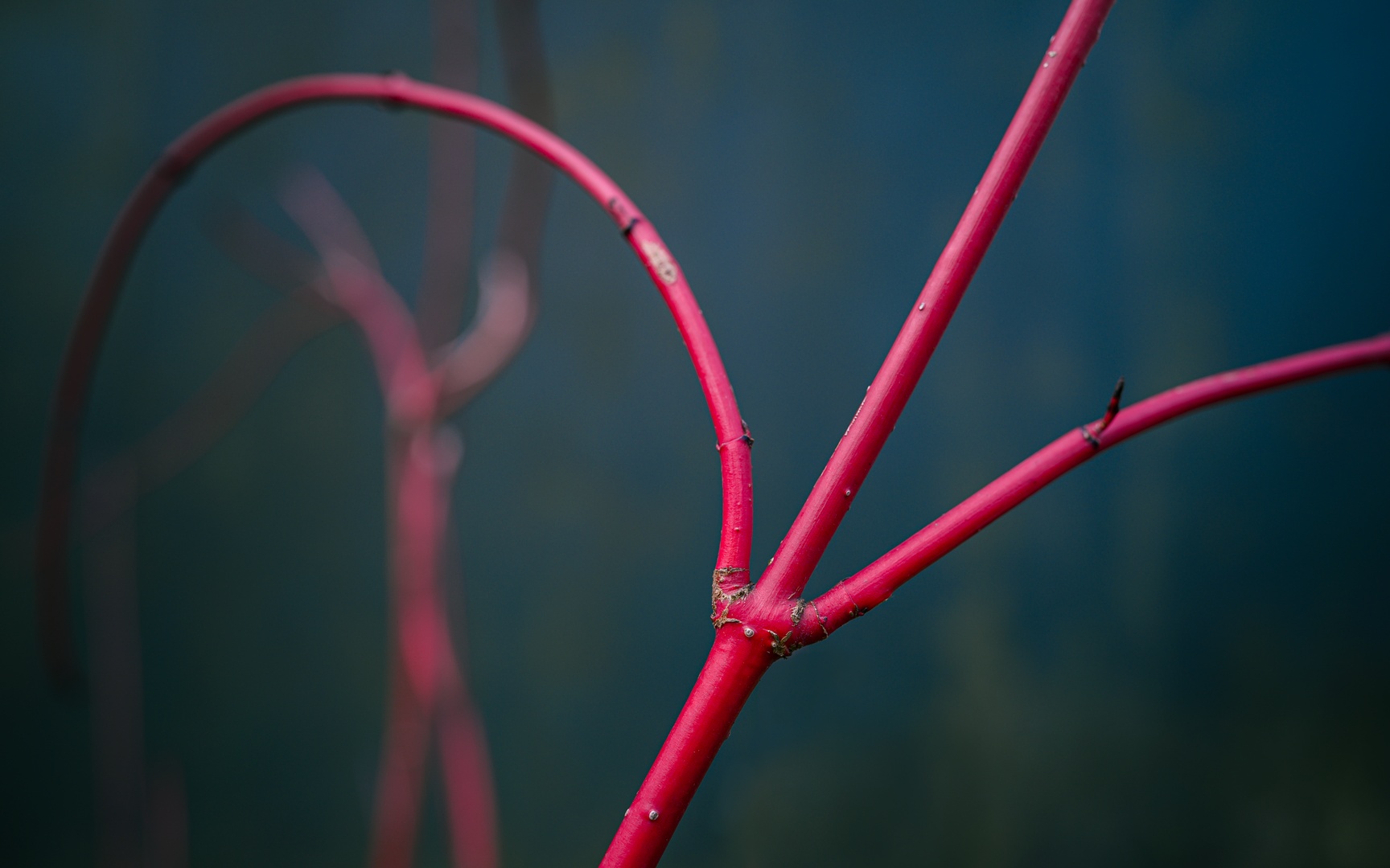 Pink Branches 2